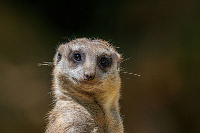 Close-up of an animal