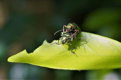 Close-up of ant on leaf