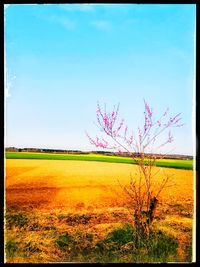 Scenic view of field against clear sky