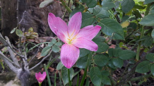 Close-up of pink cosmos blooming outdoors