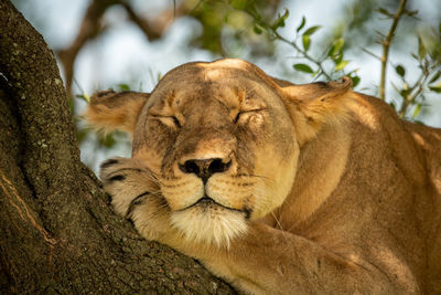 Close-up of lioness sleeping on tree trunk