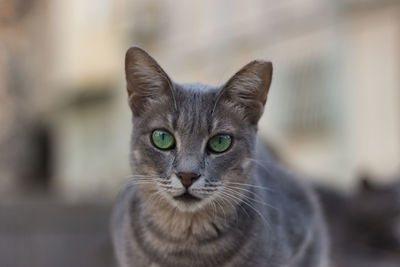 Close-up portrait of tabby cat