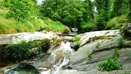 Scenic view of waterfall in forest