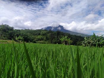 Scenic view of field against sky