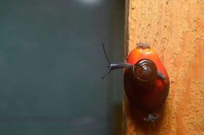 Snail crawl in palm fruit on wooden table background