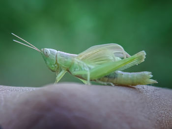 Close-up of insect