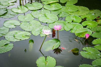 Water lily in lake