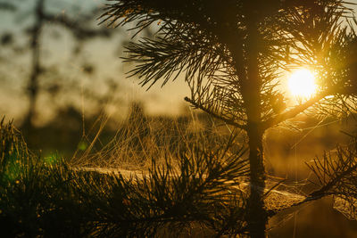 Close-up of silhouette trees against sky during sunset