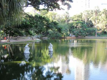 Reflection of trees in water