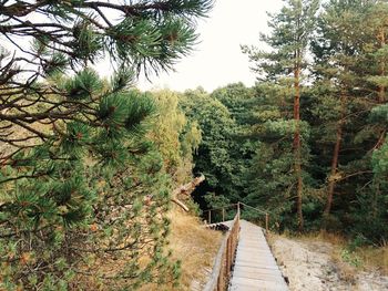 Footpath in park