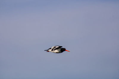 Low angle view of bird flying