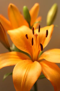 Close-up of yellow flower
