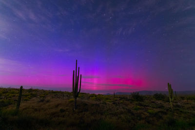 Aurora borealis in the night sky over the sonoran desert near phoenix, arizona.