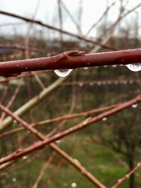 Close-up of water drops on twig