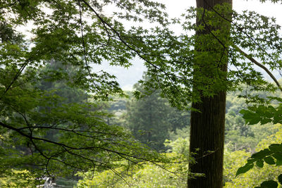 Low angle view of bamboo trees in forest