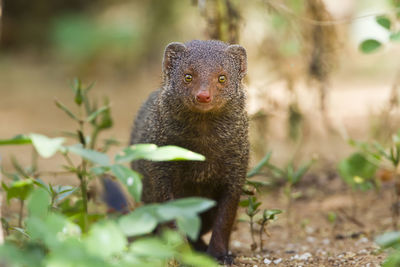 Portrait of an animal on land