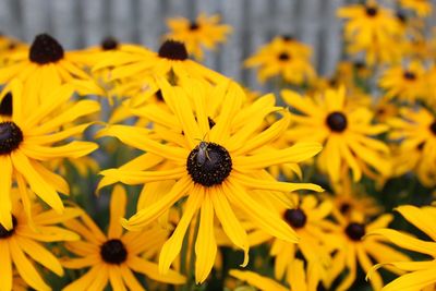 Close-up of sunflowers