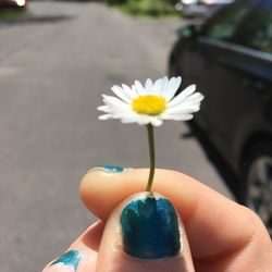 Close-up of hand holding flower