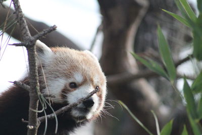 Close-up of an animal