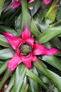 Close-up of red flower