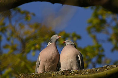 Low angle view of birds perching on tree