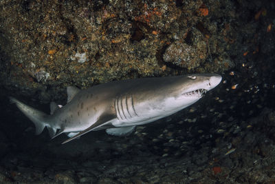 Close-up of fish swimming in sea