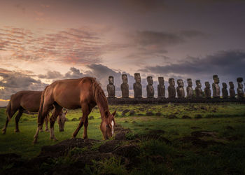 Horses in a field