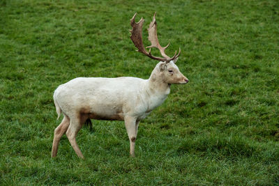 High angle view of deer standing on grassy field