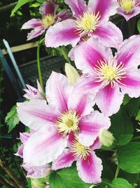 Close-up of pink flowers blooming outdoors