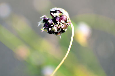 Close-up of flower growing on plant