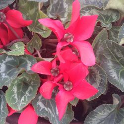 Close-up of red roses blooming outdoors