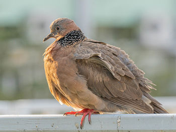 Close-up of bird perching on railing