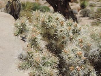 Close-up of prickly pear cactus