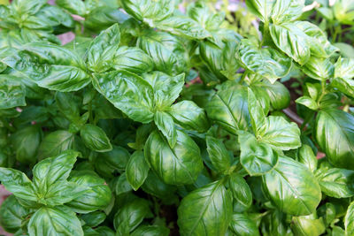 Full frame shot of green leaves