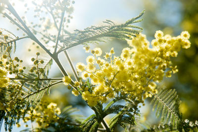 Backlight on a tree mimosa with blossom flowers
