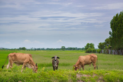 Horses grazing in a field