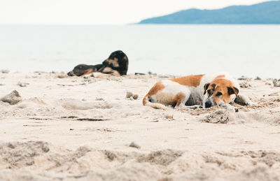 Dog relaxing on sand at beach