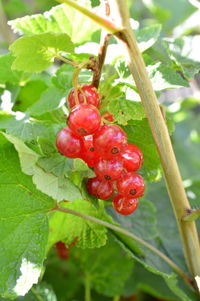 Close-up of red berries hanging on tree