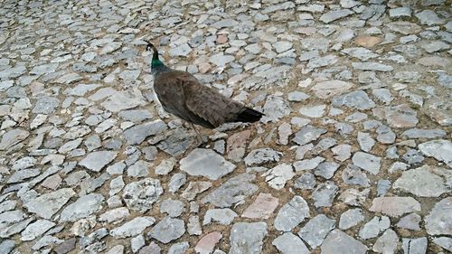 Close-up of bird perching on cobblestone