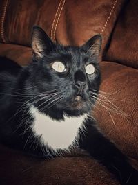 Close-up of cat sitting