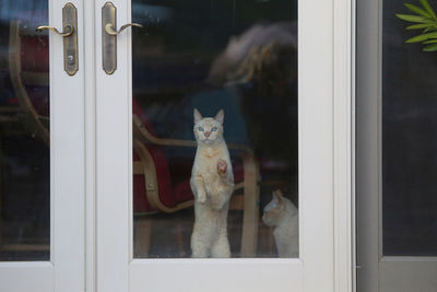 Cats seen through window