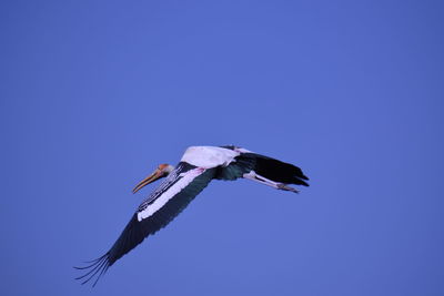 Low angle view of bird flying in sky