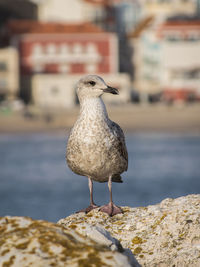 Close-up of seagull perching on rock