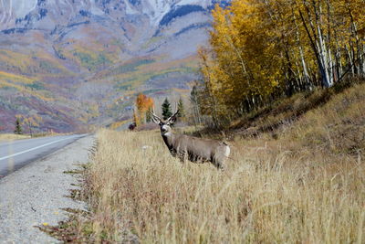 Young male deer with large antlers standing in grass watching incoming traffic on a colorado road 