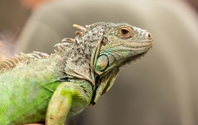 Close-up of a lizard