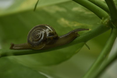 Close-up of snail on leaf