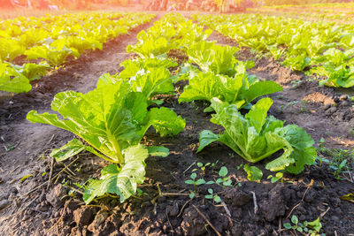 Plants growing on field