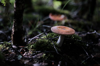 Close-up of mushroom growing in forest