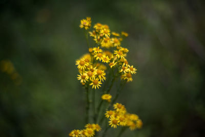 Close-up of yellow flowers blooming outdoors