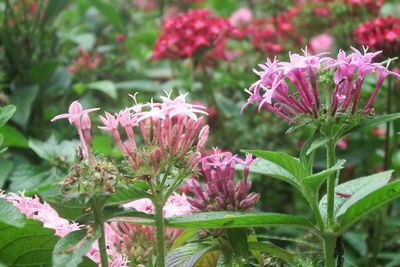 Close-up of pink flowering plant